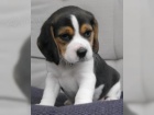 trikolra Beagle,  tat