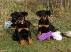 Zaregistrujte Beauceron tata k adopci