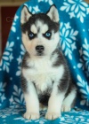Sibiřský husky velmi malý, mají sbírat, s očkováním odpovídajícím jejich věku, s čipem, odčervenat, revidovat, s jejich zdravotním průkazem, smlouvu, rodokmen, genetické vrozené virové záruky, velmi dokončit pravdu, zavolat mi nebo napsat mi whatsap a Por