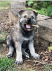 Krásné štěně československého vlčáka k adopci