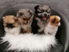 Pomeranian tata jsou nyn k dispozici