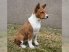 2 Basenji loveck tata e