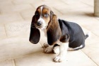 krásná štěňátka Basset Houndd hledající nové domovy