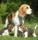 štěňata  beagle, zoufale potřebující nové domovy, ne na prodej, šťastný nový rok.