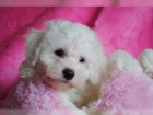 Bichon Frisé pro skutečné domovy.