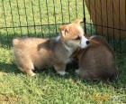 Welsh Pembroke corgi tri barevn t. Byli vychovni v naem dom spolu se svou matkou a ttou. s certifiktem 5 generace, oderven okovn a mikroip