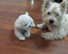 West Highland Terrier mini tata ochotn mt nov domovy