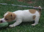 tata Jack Russell Terrier zoufale tou po novch rodich