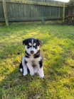 Husky tata FCI