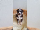 Husky tata