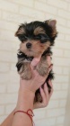 Yorkshire Terrier with PP (FCI)