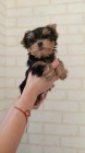 Yorkshire Terrier with PP (FCI)
