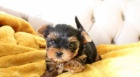 Yorkshire Terrier with PP (FCI)