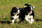 Border Collie tata  dispozici mu a ena