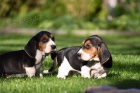 ttka Basset Hound hledajc nov domovy