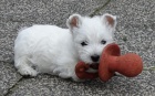 mini West Highland Terrier  tata ochotn mt nov domovy