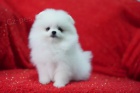 Pomeranian tata (miniaturn)