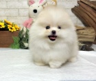 Pomeranian tata (miniaturn)