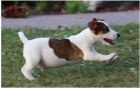 tata terir Jack Russell jsou pipravena k adopci.