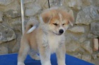 Fluffy Akita Inu tata k adopci