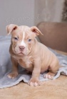 ڞasn tata Pitbull Terrier k adopci