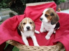 štěňata  beagle, zoufale potřebující nové domovy, ne na prodej, šťastný nový rok.