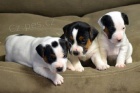 JACK RUSSELL TERIER 