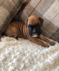 BOXER