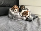 BEAGLE