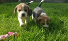 BEAGLE