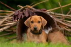 Štěně Rhodéského Ridgebacka