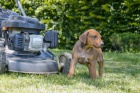 Štěně Rhodéského Ridgebacka