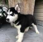 Sladká sibiřská husky štěňata