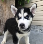 Sladk sibisk husky tata