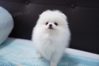   Mini Pomeranian ttka s PP