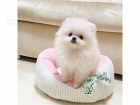   Mini Pomeranian ttka s PP