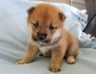 SHIBA INU S PP