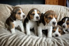 Štěňata Beagle jsou k dispozici na prodej