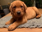 labradoršky retrívři hledající nové domovy
