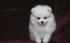   Skvl Pomeranian tata