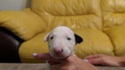   Mini Bulteriéra Stenata pro prodej