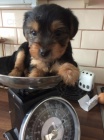   miniaturní jorkšírského teriéra