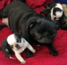Domácí štěňata Mops