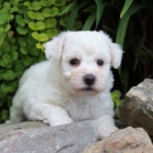 Bichon frise /Bionek