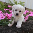 Bichon frise /Bionek