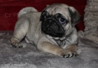 Mops tata