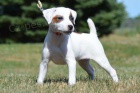 tata Jack Russell terir