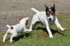 Prodm tata JACK RUSSELL TERER