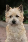 Cairn Terrier k pijet nyn