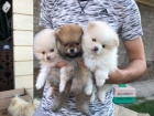 Ohromujc Pomeranians